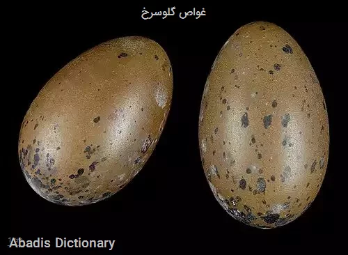 غواص گلوسرخ